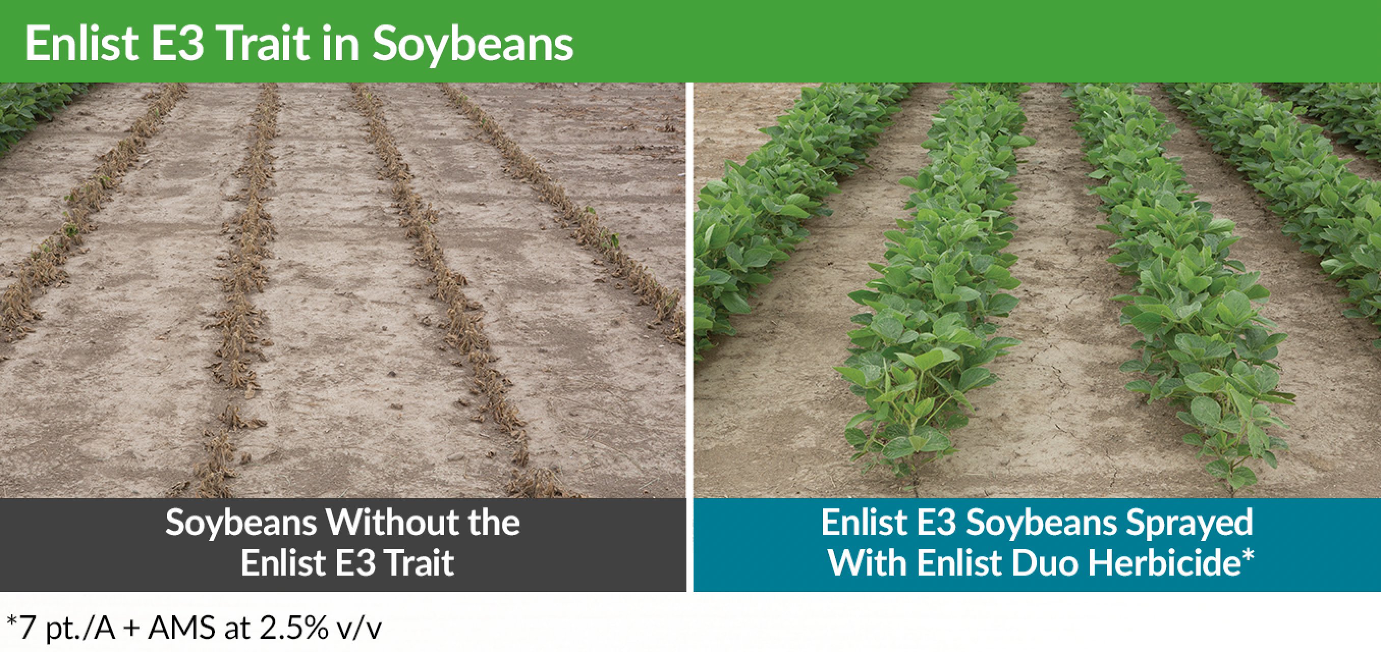 Enlist E3 in soybeans